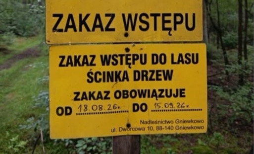 Zdjęcie do Ścinka drzew w lasach na terenie Nadleśnictwa Gniewkowo